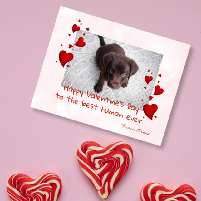 Carte Postale Saint-Valentin Modèle photo chat chien animal de c (Créateur téléchargé)