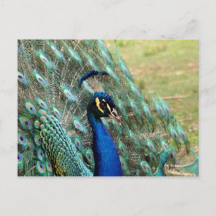 Carte postale Saint Valentin_Peacock