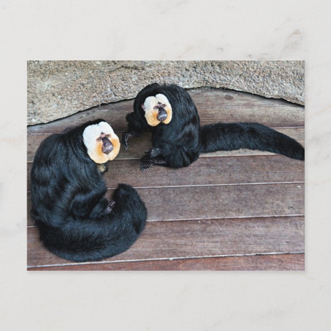 Carte postale Saki Monkeys (Devant)