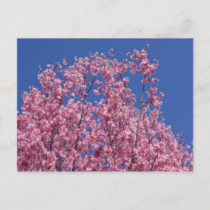 Carte Postale Sakura Cerisiers en Fleur Dans Le Bleu