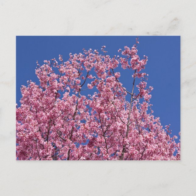 Carte Postale Sakura Cerisiers en Fleur Dans Le Bleu (Devant)