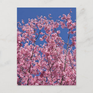 Carte Postale Sakura Cerisiers en Fleur Dans Le Bleu