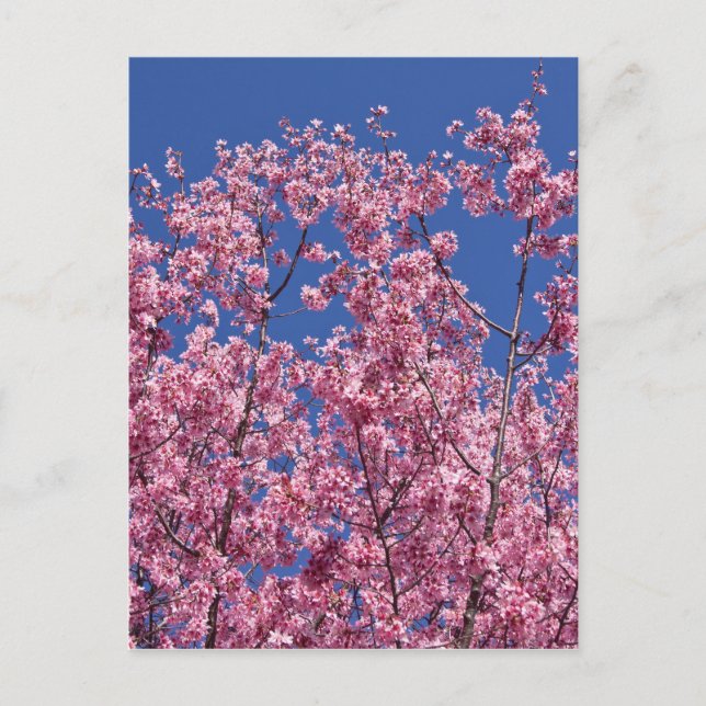Carte Postale Sakura Cerisiers en Fleur Dans Le Bleu (Devant)