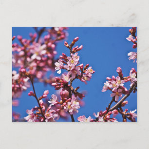 Carte Postale Sakura Cerisiers en Fleur Touchant le Bleu