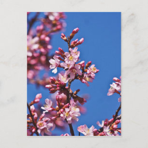 Carte Postale Sakura Cerisiers en Fleur Touchant le Bleu
