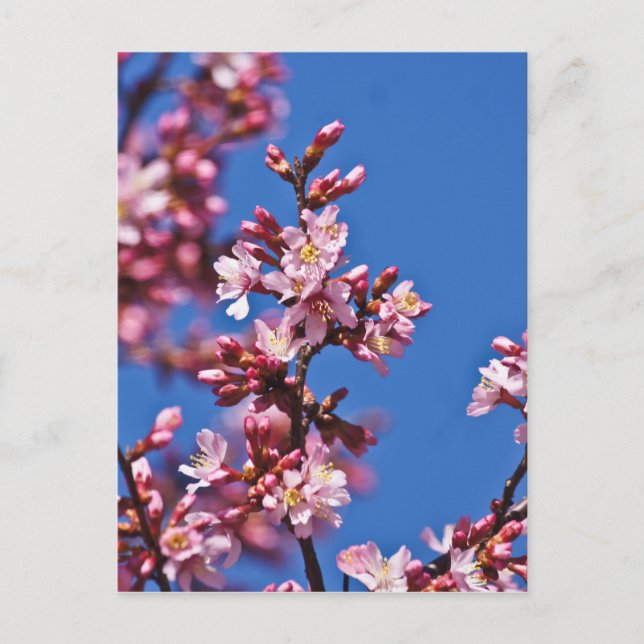 Carte Postale Sakura Cerisiers en Fleur Touchant le Bleu (Devant)