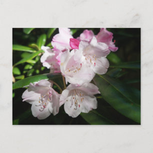 Carte postale Sakura Cherry Blossom #2