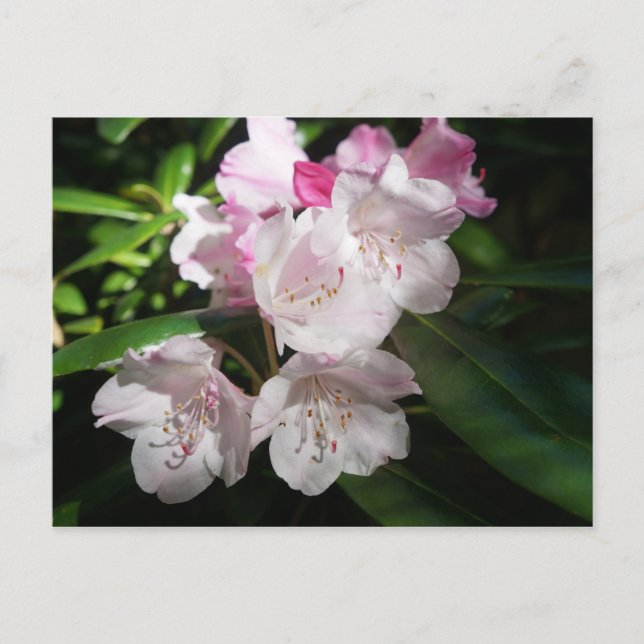 Carte postale Sakura Cherry Blossom #2 (Devant)