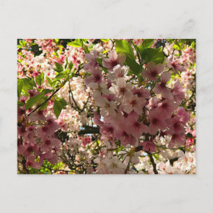 Carte postale Sakura Cherry Blossom #3