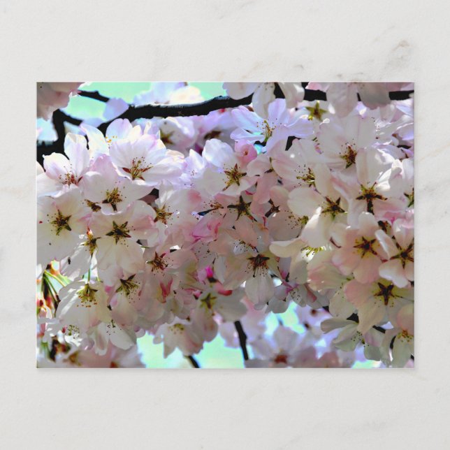 Carte postale Sakura Cherry Blossoms (Devant)