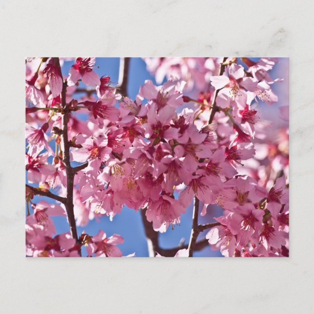 Carte Postale Sakura Cherry Blossoms Red Stars (Devant)
