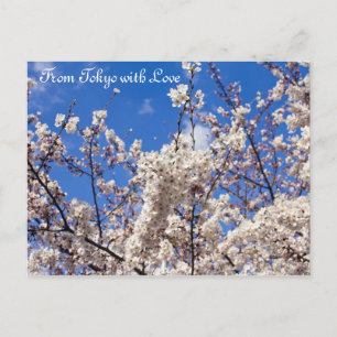 Carte Postale Sakura Cherry Blossoms White Blue Sky Tokyo