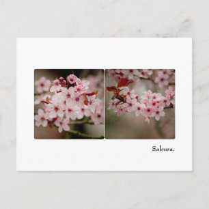 Carte postale Sakura Diptych