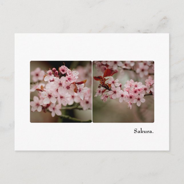 Carte postale Sakura Diptych (Devant)