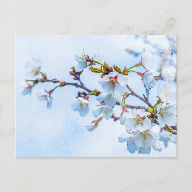 Carte Postale Sakura - Fleur de cerisier japonaise (Devant)