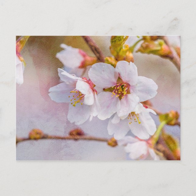 Carte Postale Sakura - Fleur de cerisier japonaise (Devant)