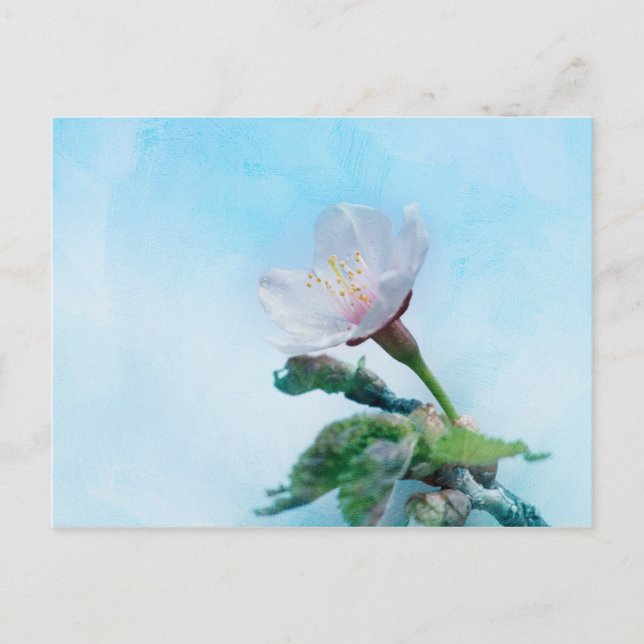 Carte Postale Sakura - Fleur de cerisier japonaise (Devant)