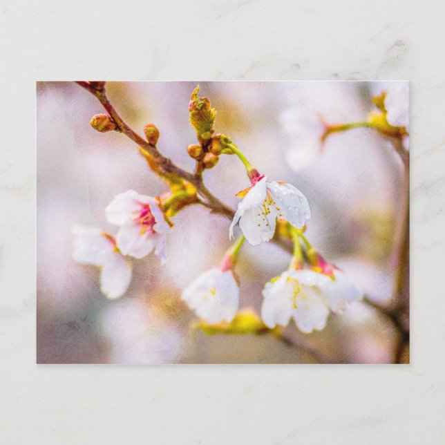 Carte Postale Sakura - Fleur de cerisier japonaise (Devant)