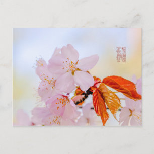 Carte Postale Sakura - Fleur de cerisier japonaise