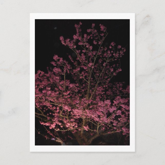 Carte Postale Sakura fleurit la nuit (Devant)