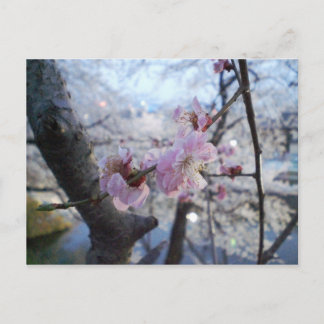 Carte Postale Sakura - Fleurs de cerisiers dans le parc Kajo
