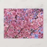 Sakura Pink Cherry Blossom Sky