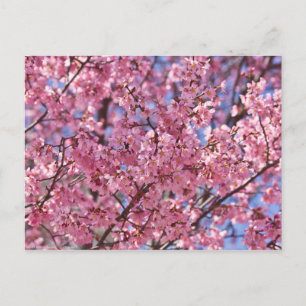 Carte Postale Sakura Pink Cherry Blossom Sky