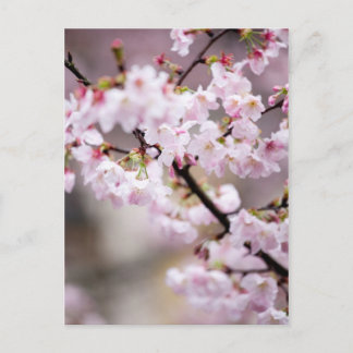 Carte Postale Sakura XXXIV