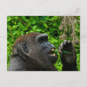 Carte Postale Salade de cuisine de Gorilla