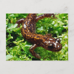 Carte Postale Salamander
