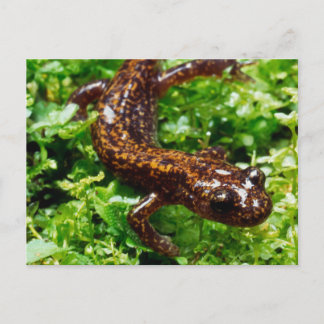 Carte Postale Salamander