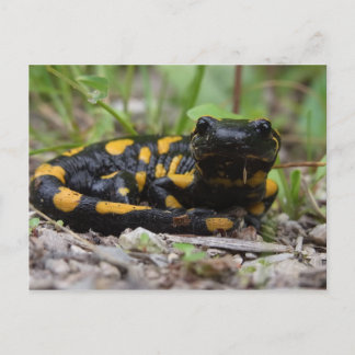 Carte Postale Salamander