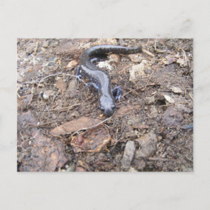Carte postale Salamander