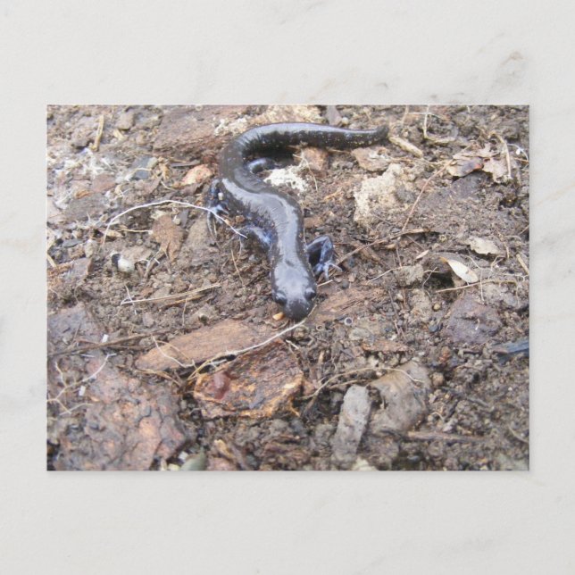 Carte postale Salamander (Devant)