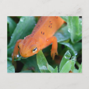 Carte Postale Salamandre rouge orange
