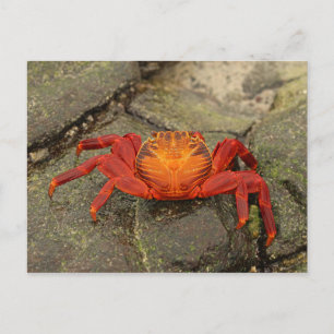 Carte postale Sally Lightfoot Crab