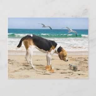 Carte postale "Sally & The Crab"