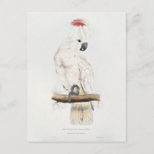 Carte Postale Salmon-crested Coccoton