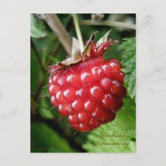 Carte Postale Salmonberry, île de l'Unalaska