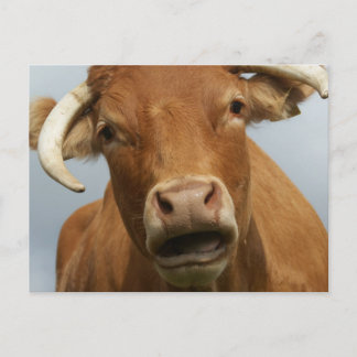 Carte Postale Salope