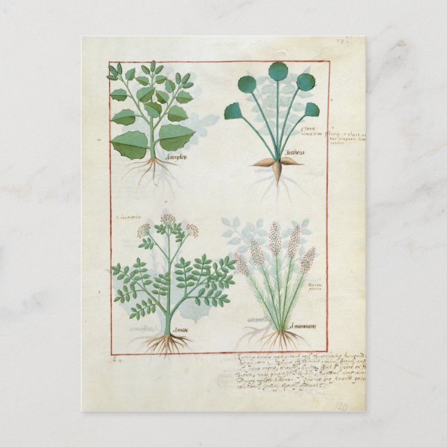 Carte Postale Salt Bush et Anthora Absinthium et Cardamom (Devant)