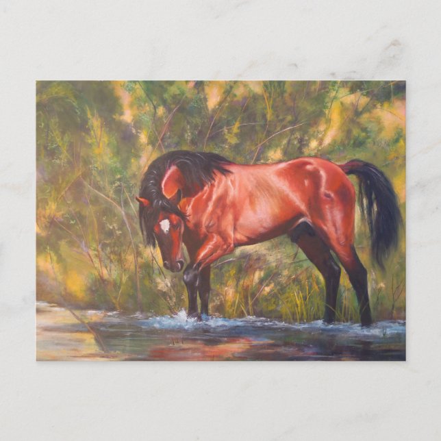 Carte Postale Salt River Wild Stallion Tango (Devant)