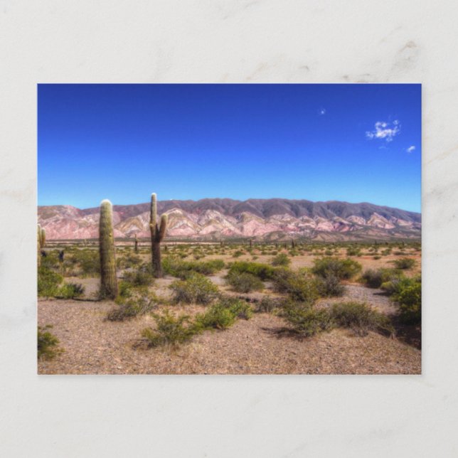 Carte Postale Salta Argentina Cactus Plantes Et Barren Hill (Devant)