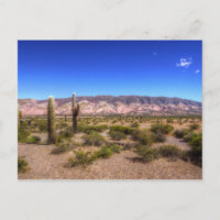Salta Argentina Cactus Plantes Et Barren Hill
