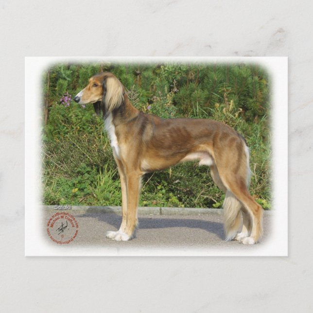 Carte Postale Saluki (Devant)