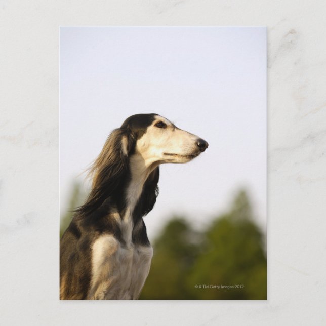 Carte Postale Saluki (Devant)
