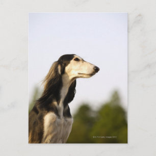 Carte Postale Saluki