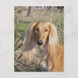 Carte Postale saluki.png