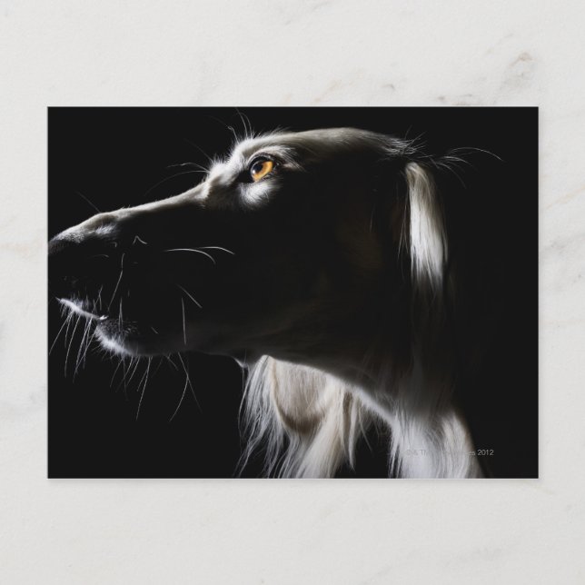 Carte Postale Saluki, portrait (Devant)