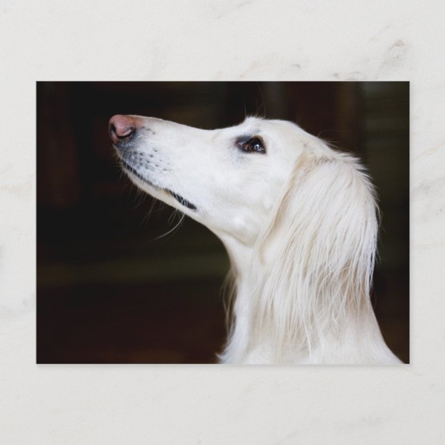 Carte Postale Saluki se lève (Devant)